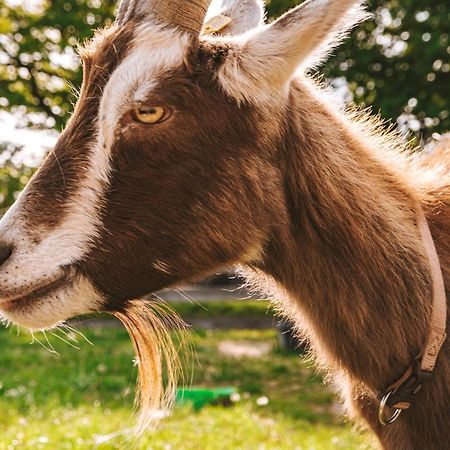 Hotel Domo Camp - Nature Glamping Hof Viehbrook Rendswuhren Esterno foto