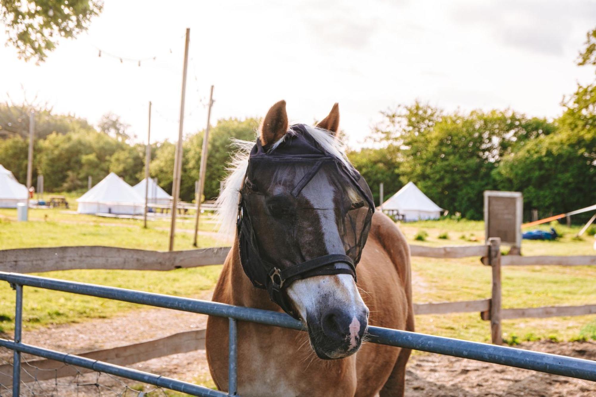 Hotel Domo Camp - Nature Glamping Hof Viehbrook Rendswuhren Esterno foto